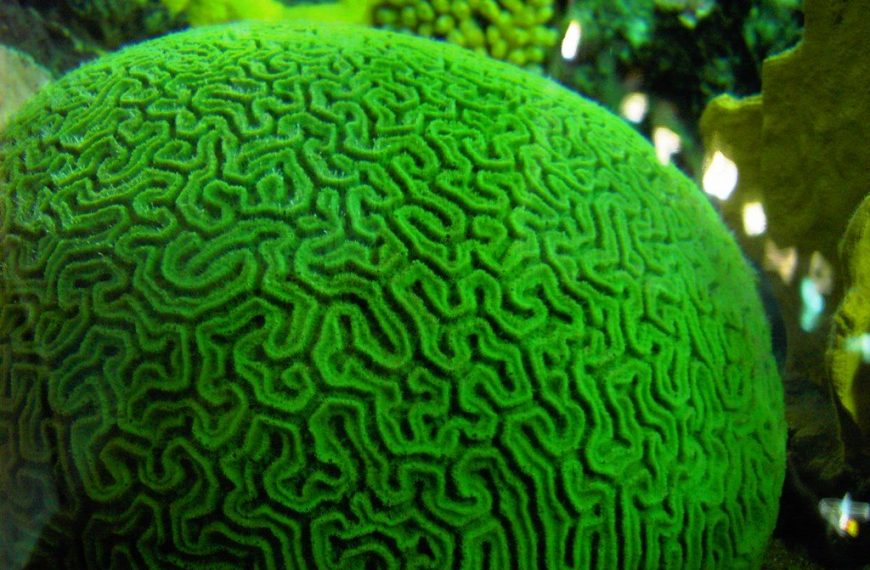 Maze Brain Corals Care