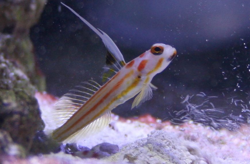 Peaceful Reef Safe Fish