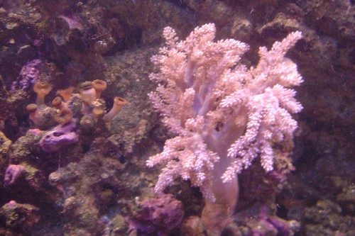 Kenya Tree Corals
