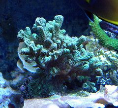 Hydnophora Corals Care