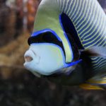 Emperor Angelfish