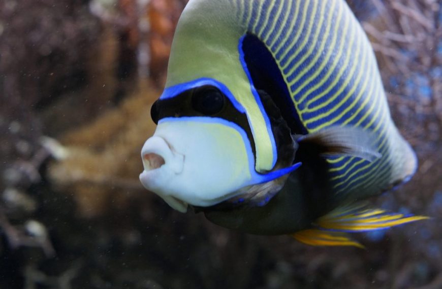 Emperor Angelfish