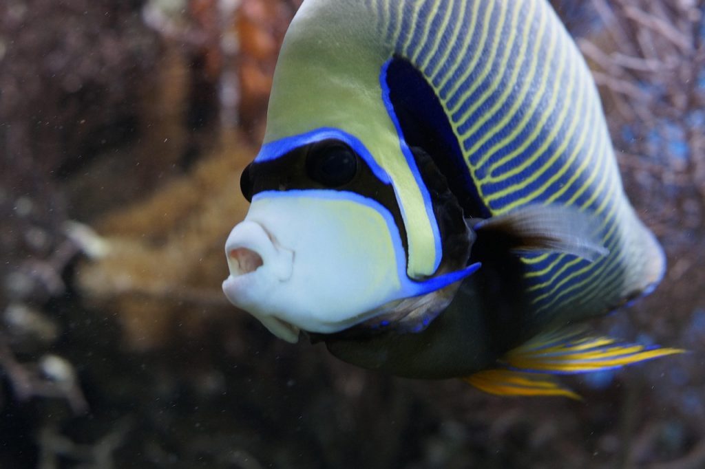 Emperor Angelfish