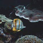 A fish that is swimming in some water