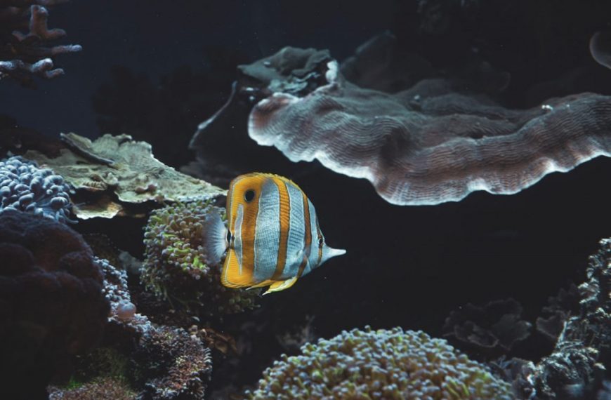 A fish that is swimming in some water