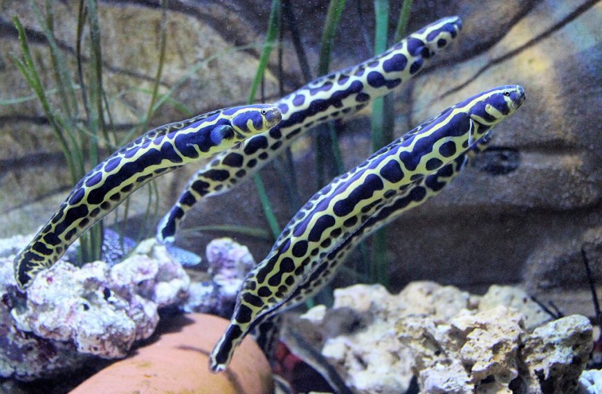 Engineer Goby Pholidichthys Leucotaenia