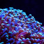 Euphyllia Coral Lps