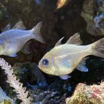 Fadenflossen Kardinalbarsch