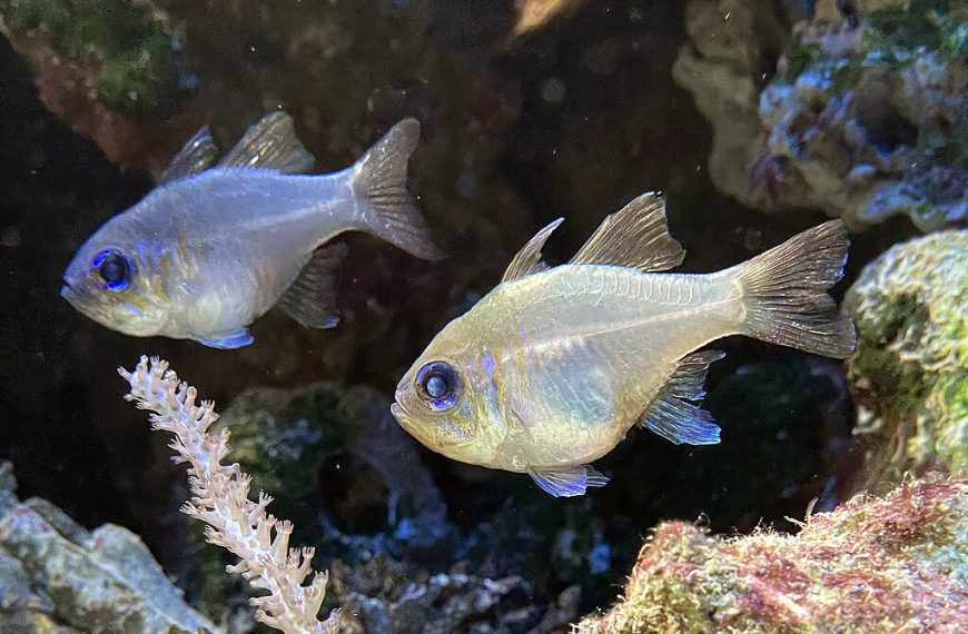 Fadenflossen Kardinalbarsch