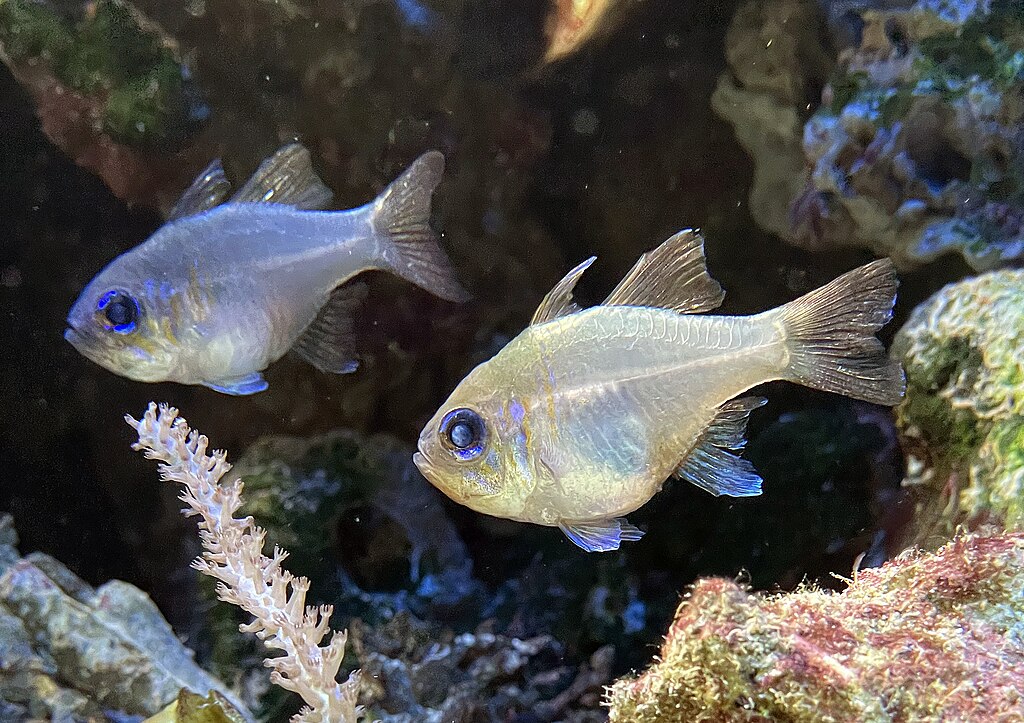 Fadenflossen Kardinalbarsch