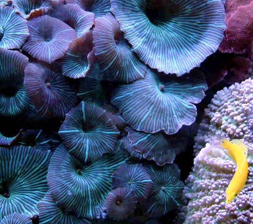 Discosoma Mushrooms Care