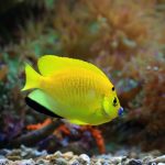 Flagfin Angelfish