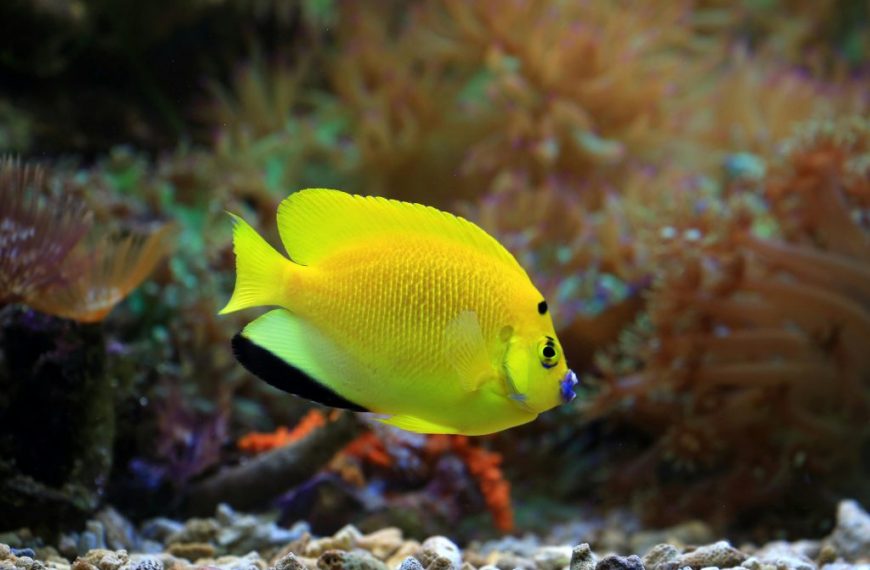 Flagfin Angelfish