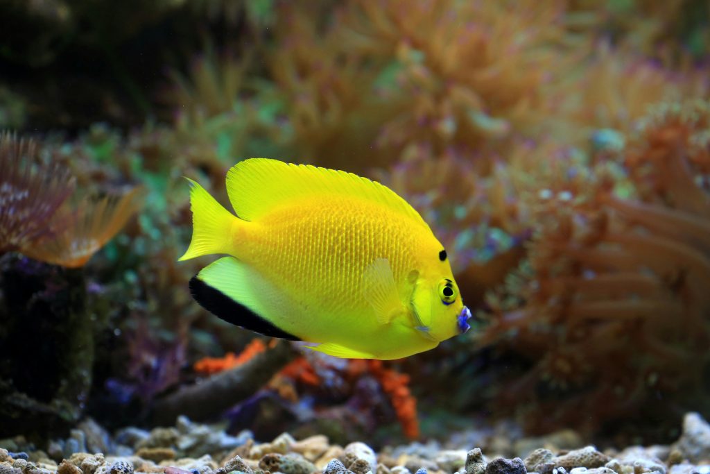 Flagfin Angelfish