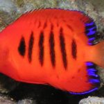 Flame Angelfish Centropyge Loricula