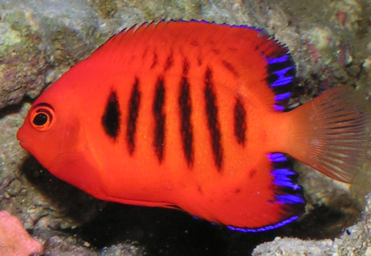 Flame Angelfish Centropyge Loricula