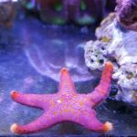 Fromia Starfish