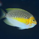 Genicanthus Semifasciatus Male