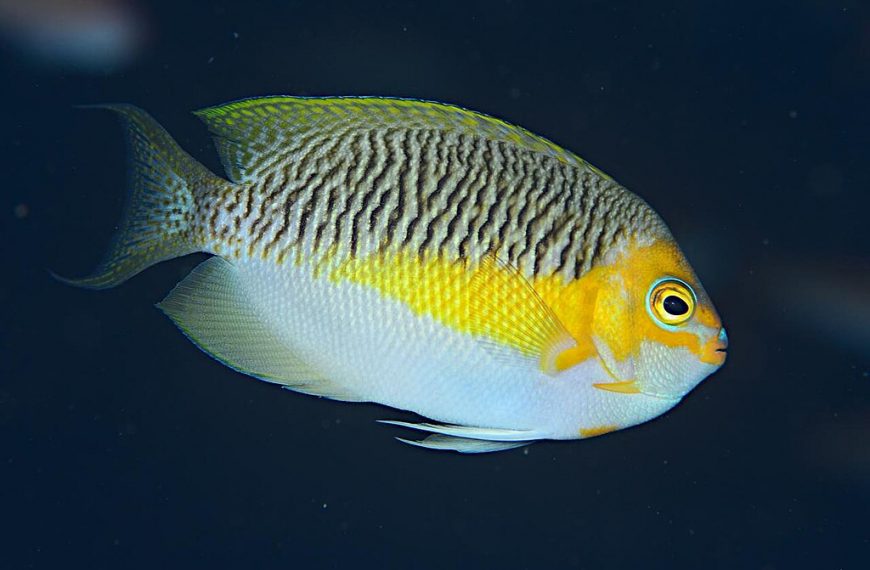 Genicanthus Semifasciatus Male