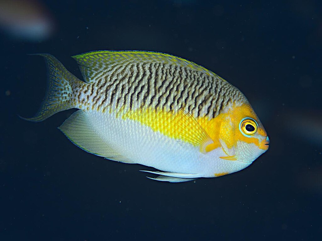 Genicanthus Semifasciatus Male