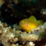 Gobiodon Citrinus