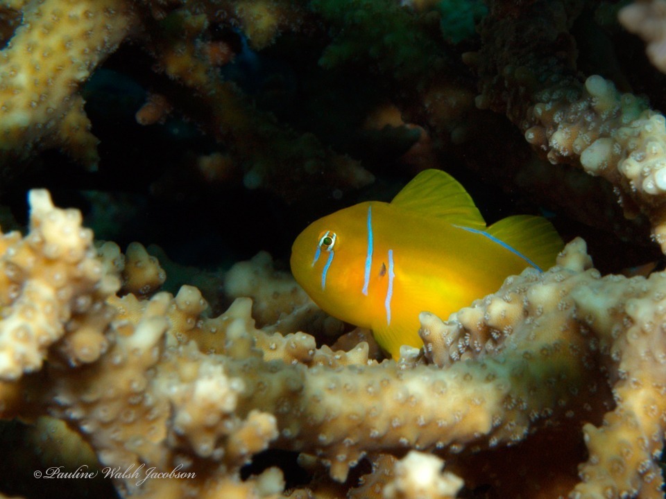 Gobiodon Citrinus
