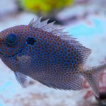 Gold Spotted Rabbitfish