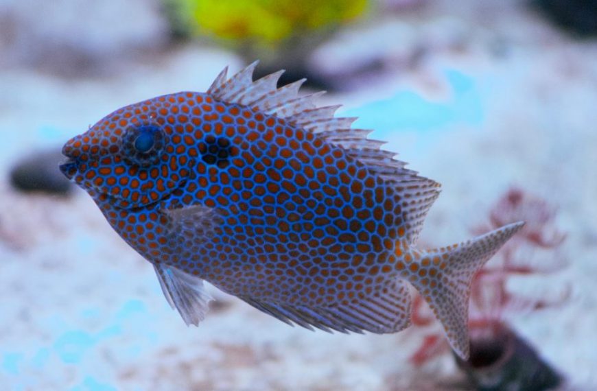 Gold Spotted Rabbitfish