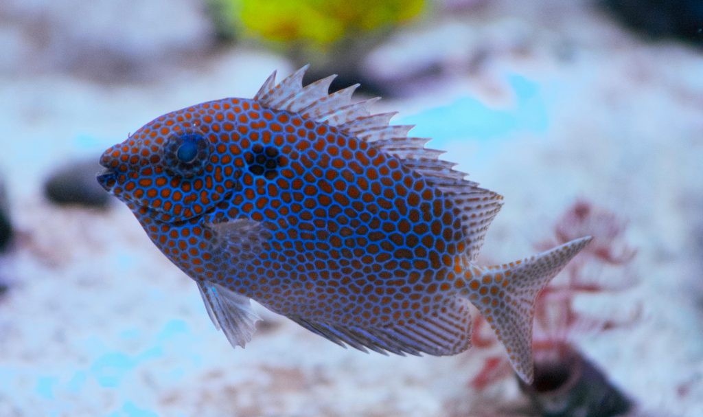Gold Spotted Rabbitfish