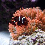 Gold Stripe Maroon Clownfish