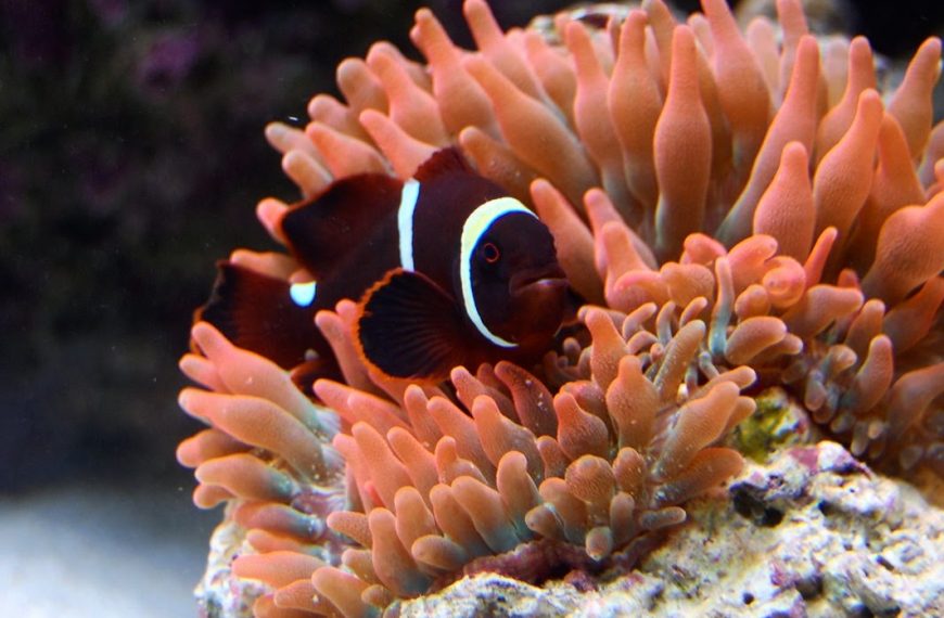 Gold Stripe Maroon Clownfish