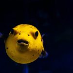 Golden Puffer