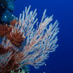 Gorgonian Cyanobacteria And Blue Water