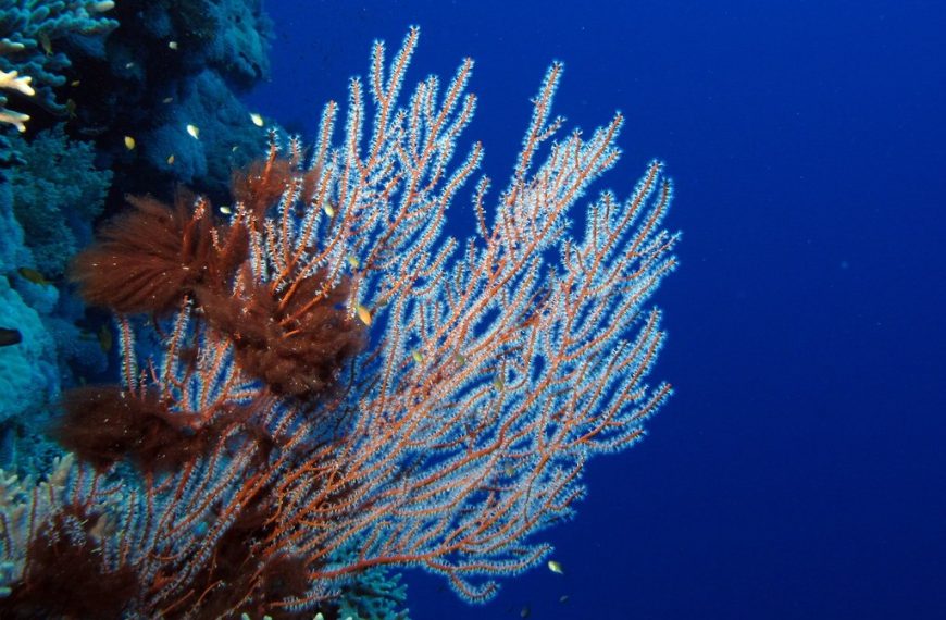 Gorgonian Cyanobacteria And Blue Water