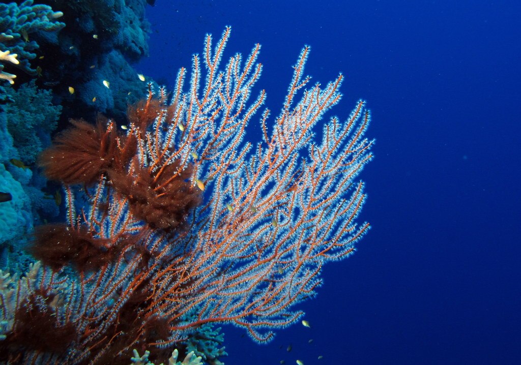 Gorgonian Cyanobacteria And Blue Water