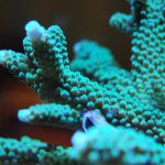 Green Acropora Coral