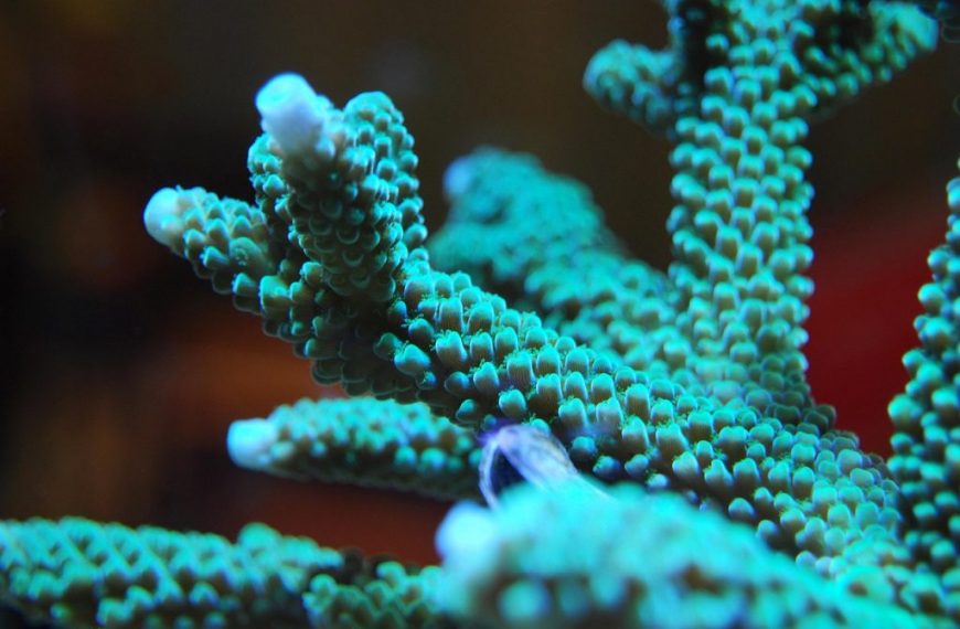 Green Acropora Coral