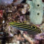 Hector Yellowstripe Goby Koumansetta Hectori