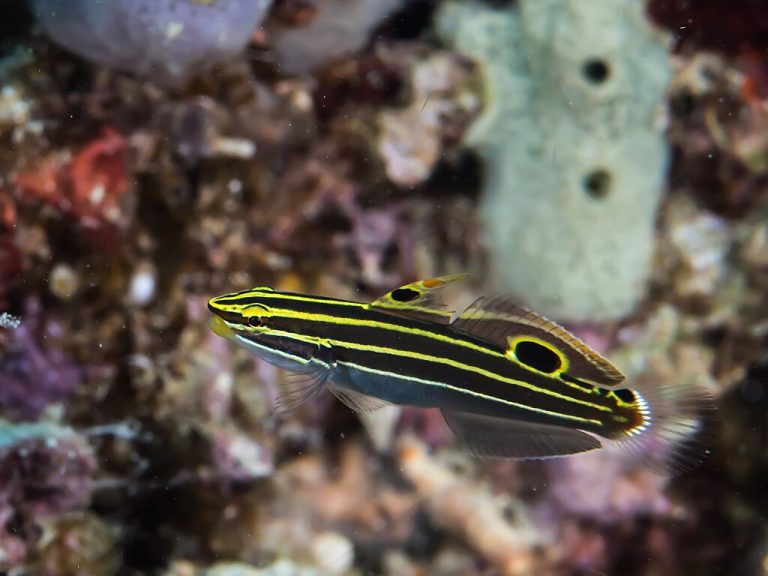 Hector Yellowstripe Goby Koumansetta Hectori