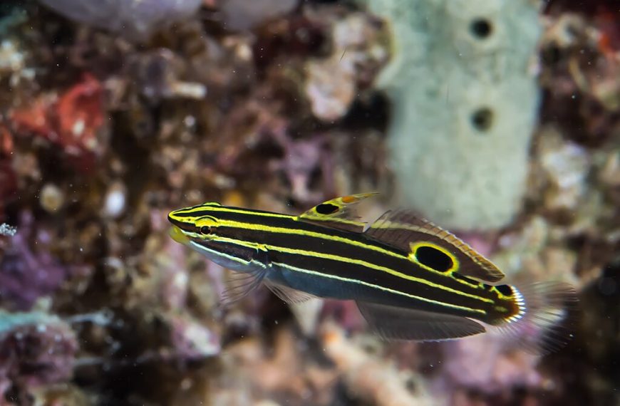 Hector Yellowstripe Goby Koumansetta Hectori