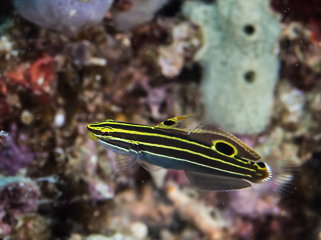 Hector Yellowstripe Goby Koumansetta Hectori