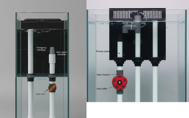 Herbie vs Beananimal