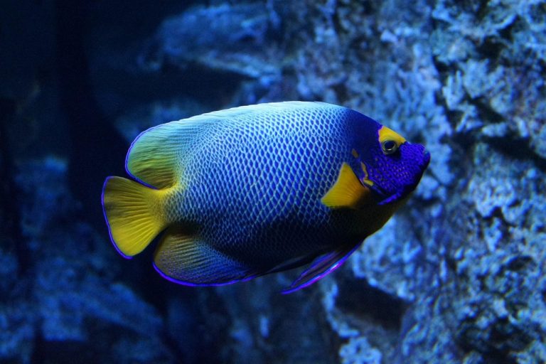 How to Catch Fish in a Reef Tank Tips