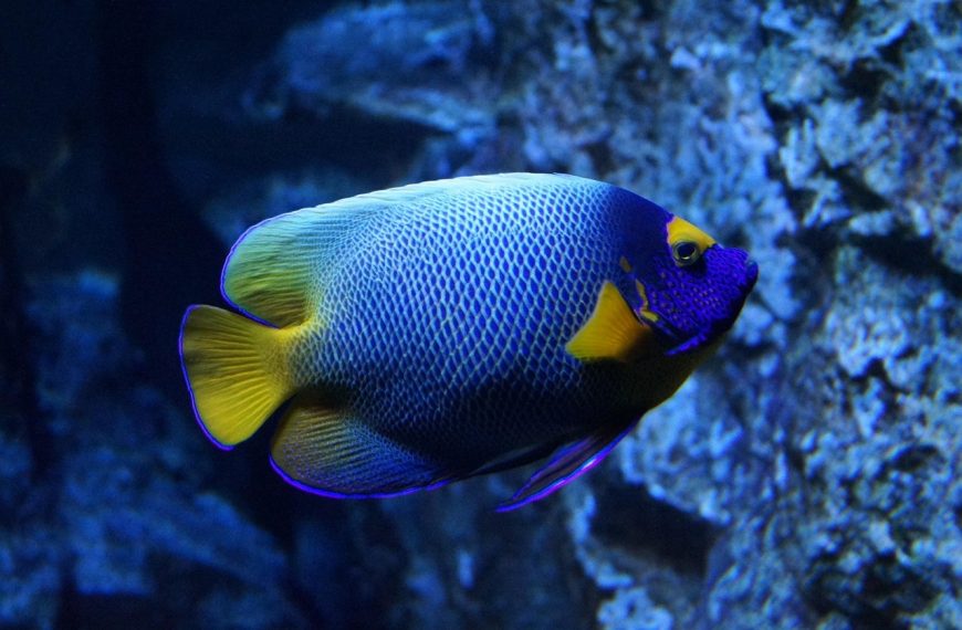 How to Catch Fish in a Reef Tank Tips