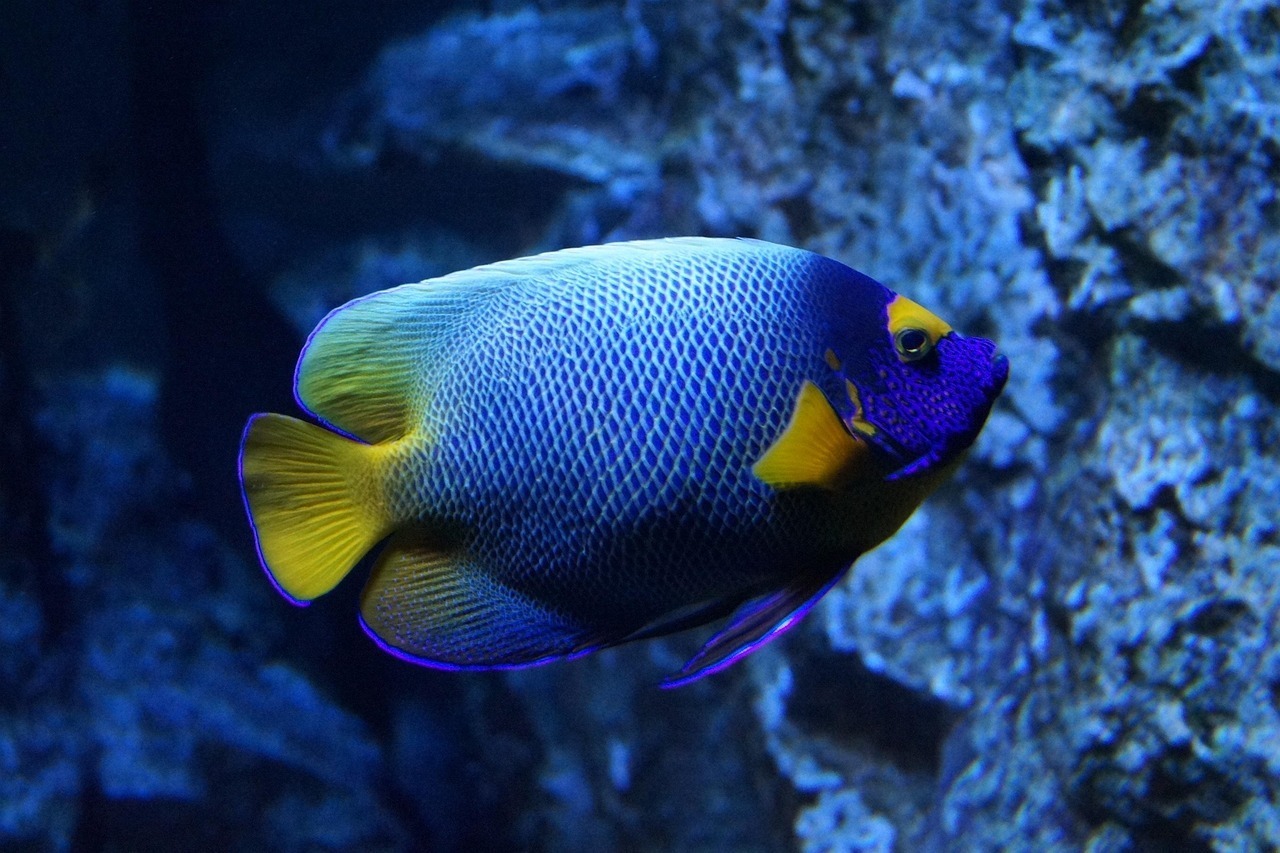How to Catch Fish in a Reef Tank Tips