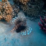 Invasive Lionfish Volitan