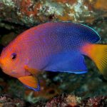 Japanese Angelfish Centropyge Interrupta