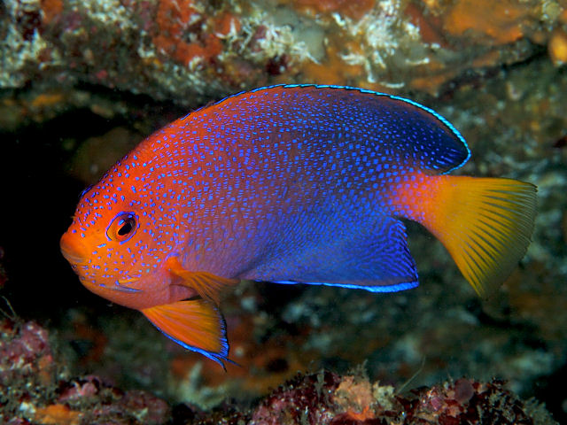 Japanese Angelfish Centropyge Interrupta