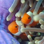 clown fish in pink coral reef