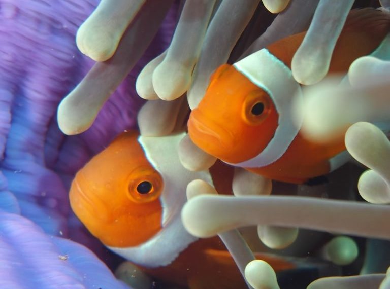 clown fish in pink coral reef